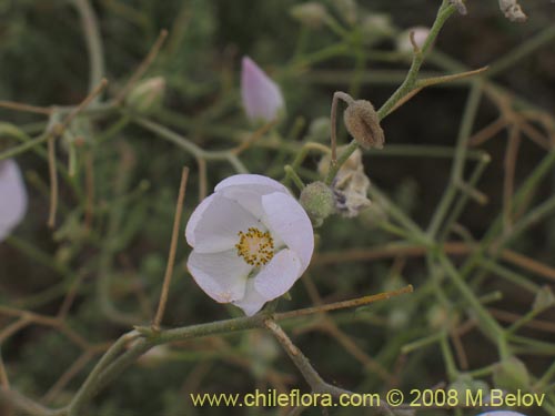 Cristaria sp. #1243の写真