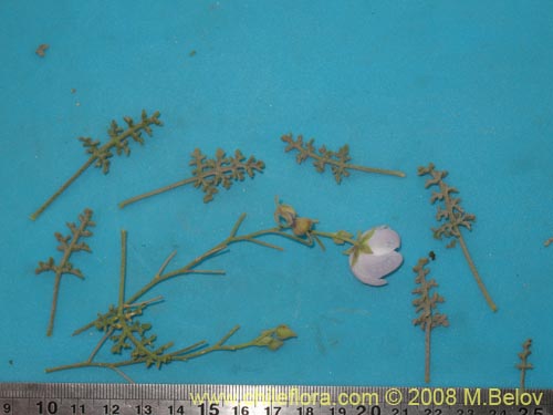 Image of Cristaria sp. #1243 (). Click to enlarge parts of image.