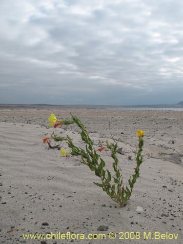 Image of Oenothera coquimbensis (). Click to enlarge parts of image.