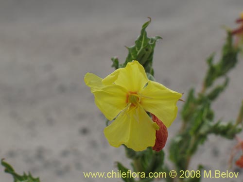 Bild von Oenothera coquimbensis (). Klicken Sie, um den Ausschnitt zu vergrössern.