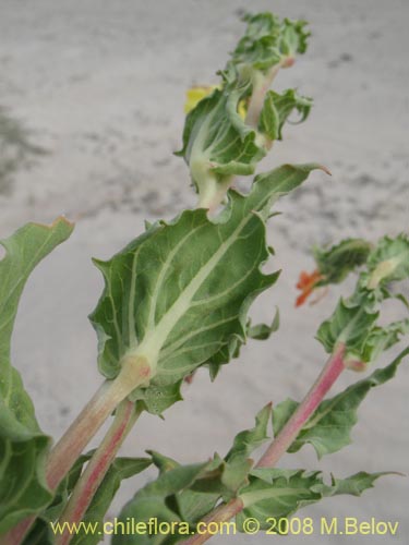 Oenothera coquimbensis의 사진