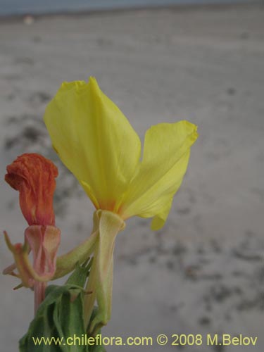 Bild von Oenothera coquimbensis (). Klicken Sie, um den Ausschnitt zu vergrössern.