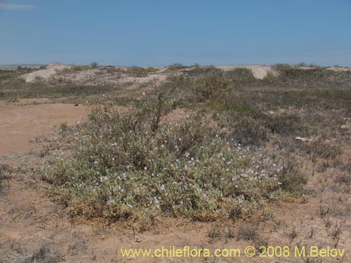 Imágen de Cristaria sp. #1241 (). Haga un clic para aumentar parte de imágen.