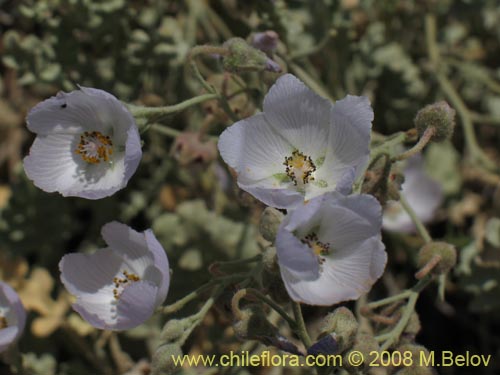 Imágen de Cristaria sp. #1241 (). Haga un clic para aumentar parte de imágen.