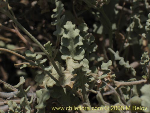 Image of Cristaria sp. #1241 (). Click to enlarge parts of image.