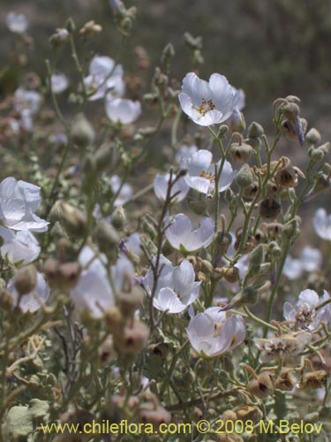 Imágen de Cristaria sp. #1241 (). Haga un clic para aumentar parte de imágen.