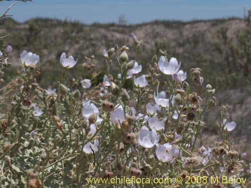 Imágen de Cristaria sp. #1241 (). Haga un clic para aumentar parte de imágen.