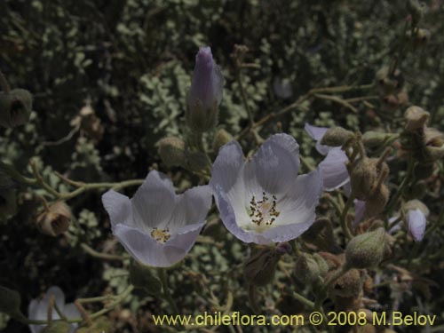 Imágen de Cristaria sp. #1241 (). Haga un clic para aumentar parte de imágen.