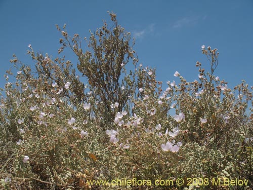 Imágen de Cristaria sp. #1241 (). Haga un clic para aumentar parte de imágen.