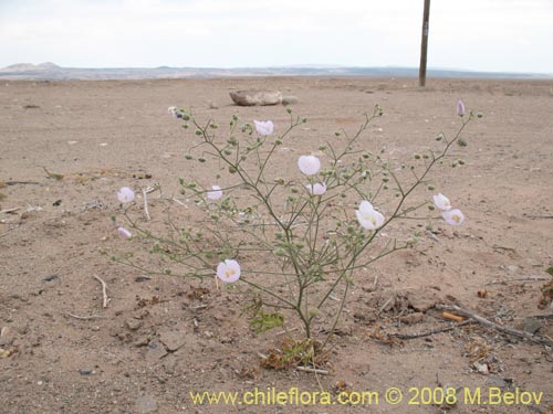 Bild von Cristaria sp. #1240 (). Klicken Sie, um den Ausschnitt zu vergrössern.