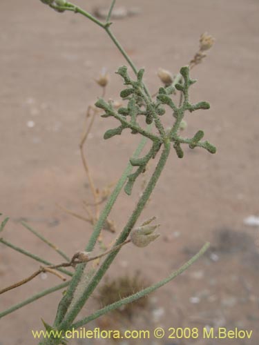 Cristaria sp. #1240の写真