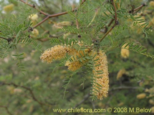 Prosopis flexuosa的照片