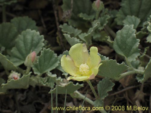 Фотография Malvaceae sp. (). Щелкните, чтобы увеличить вырез.