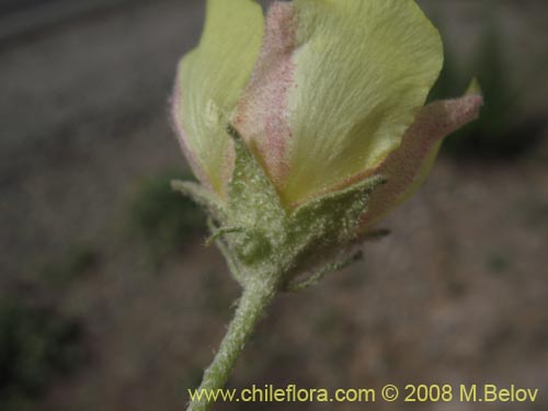 Malvaceae sp.의 사진
