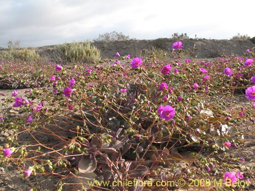 Calandrinia sp. #1216的照片