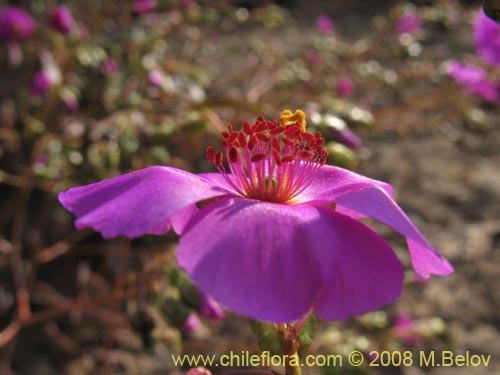 Calandrinia sp. #1216の写真