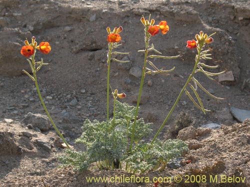 Imágen de Argylia radiata (). Haga un clic para aumentar parte de imágen.