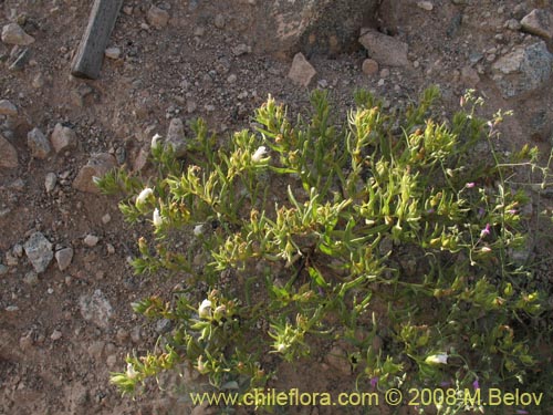 Imágen de Nolana sp. #1136 (). Haga un clic para aumentar parte de imágen.