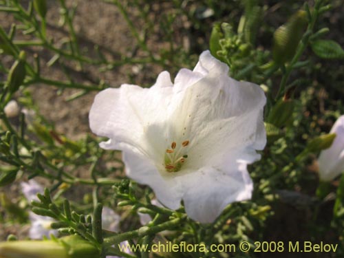 Imágen de Nolana sp. #1264 (). Haga un clic para aumentar parte de imágen.