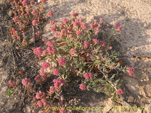 Image of Cistanthe amaranthoides (). Click to enlarge parts of image.