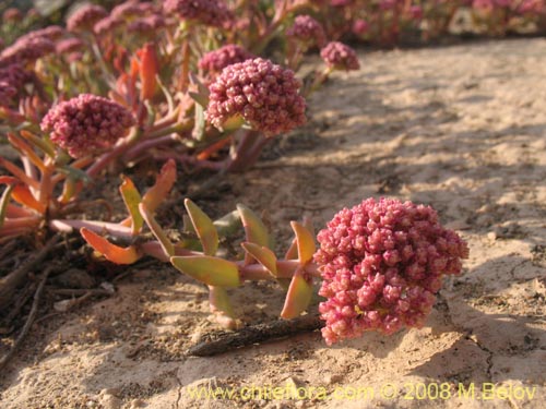 Image of Cistanthe amaranthoides (). Click to enlarge parts of image.