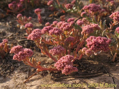 Image of Cistanthe amaranthoides (). Click to enlarge parts of image.