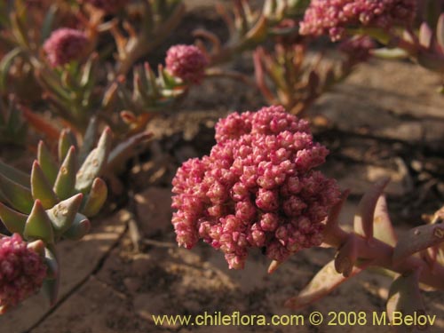 Image of Cistanthe amaranthoides (). Click to enlarge parts of image.