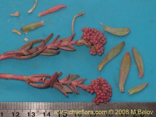 Image of Cistanthe amaranthoides (). Click to enlarge parts of image.