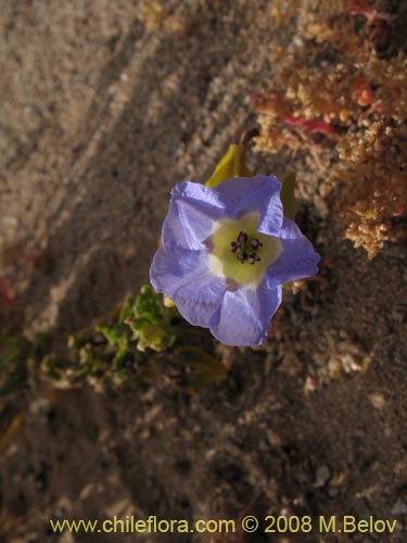 Bild von Nolana sp. #1143 (). Klicken Sie, um den Ausschnitt zu vergrössern.