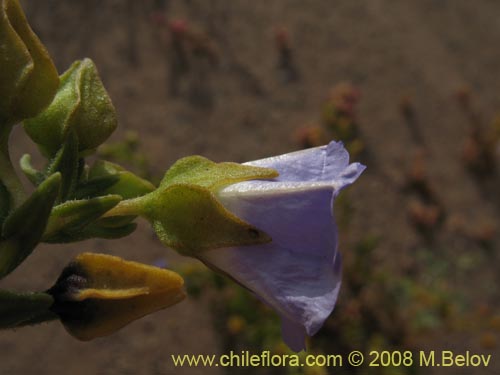 Imágen de Nolana sp. #1143 (). Haga un clic para aumentar parte de imágen.