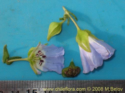 Image of Nolana sp.   #1143 (). Click to enlarge parts of image.