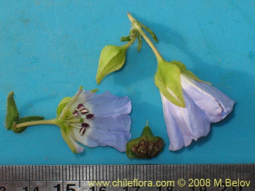 Image of Nolana sp. #1143 (). Click to enlarge parts of image.