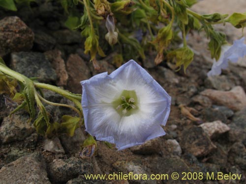 Bild von Nolana sp. #1143 (). Klicken Sie, um den Ausschnitt zu vergrössern.