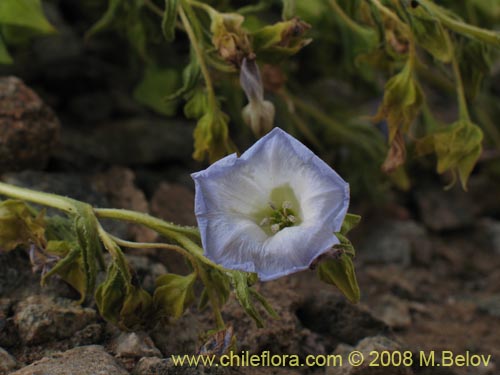 Bild von Nolana sp. #1143 (). Klicken Sie, um den Ausschnitt zu vergrössern.