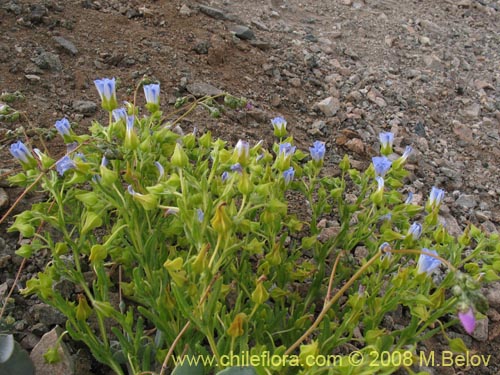 Bild von Nolana sp. #1143 (). Klicken Sie, um den Ausschnitt zu vergrössern.