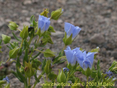 Bild von Nolana sp. #1143 (). Klicken Sie, um den Ausschnitt zu vergrössern.