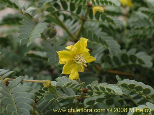 Imágen de Planta no identificada sp. #1363 (). Haga un clic para aumentar parte de imágen.