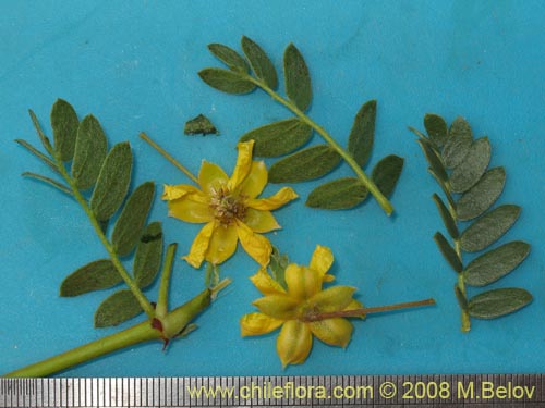 未確認の植物種 sp. #1363の写真