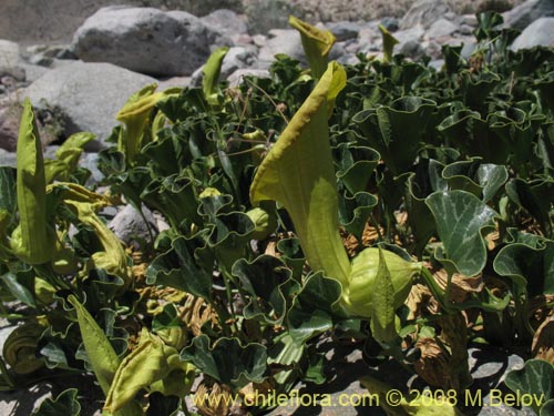 Фотография Aristolochia chilensis (). Щелкните, чтобы увеличить вырез.