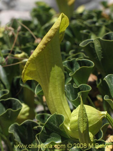 Фотография Aristolochia chilensis (). Щелкните, чтобы увеличить вырез.