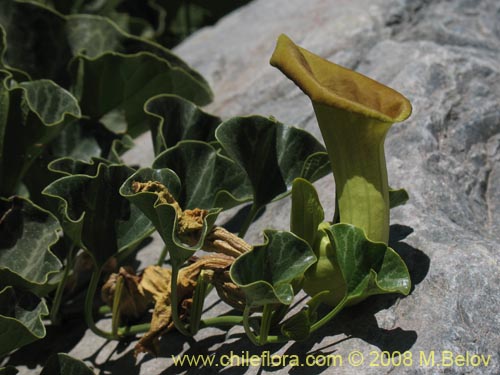 Imágen de Aristolochia chilensis (). Haga un clic para aumentar parte de imágen.
