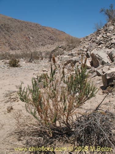 Imágen de Chenopodium sp. #3085 (). Haga un clic para aumentar parte de imágen.