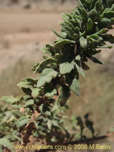 Chenopodium sp. #3085的照片