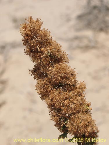 Imágen de Chenopodium sp. #3085 (). Haga un clic para aumentar parte de imágen.