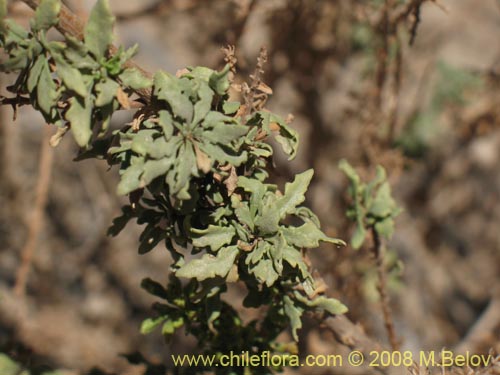 Chenopodium sp. #3085の写真