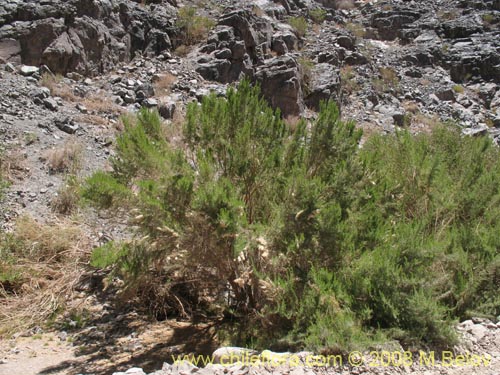 Image of Baccharis salicifolia (). Click to enlarge parts of image.