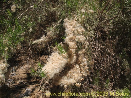 Baccharis salicifoliaの写真