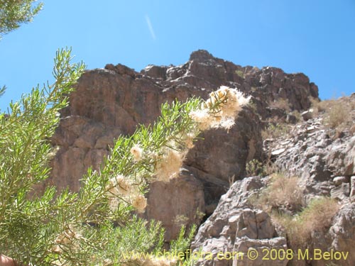 Image of Baccharis salicifolia (). Click to enlarge parts of image.