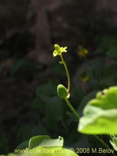 Ranunculus uniflorusの写真