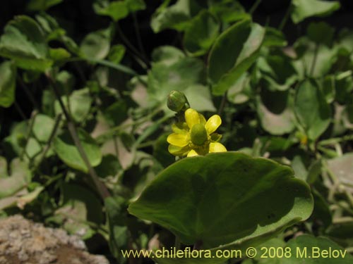 Ranunculus uniflorus的照片